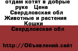 отдам котят в добрые руке › Цена ­ 0 - Свердловская обл. Животные и растения » Кошки   . Свердловская обл.